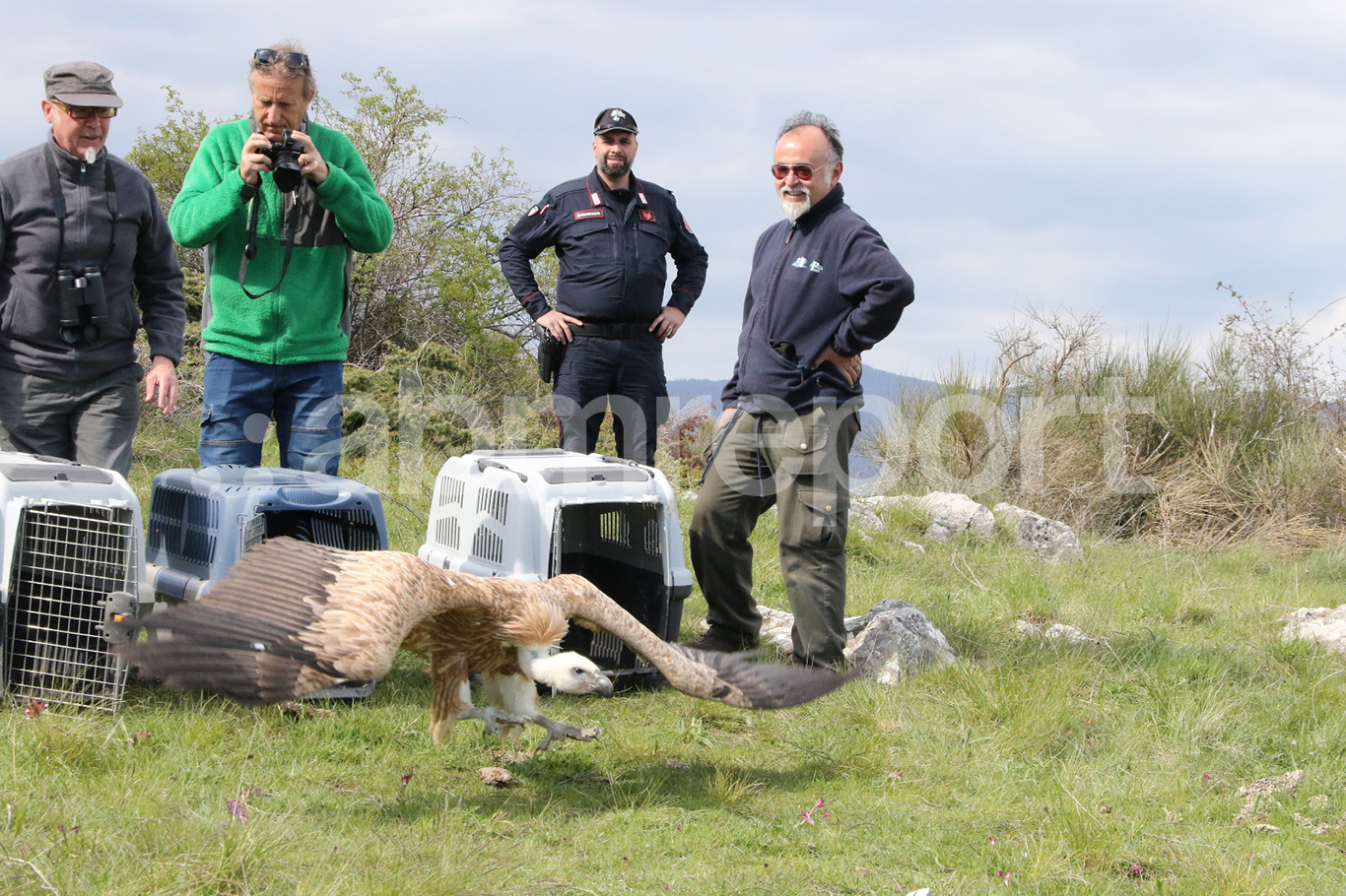 Salvati e curati, ritornano a volare i grifoni a Civita