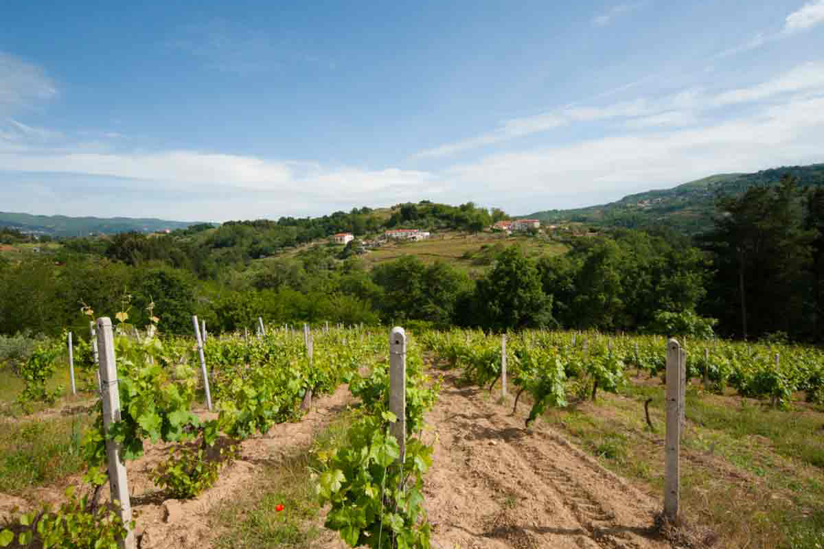 Il vino nelle terre di Cosenza: dalla filiera al territorio