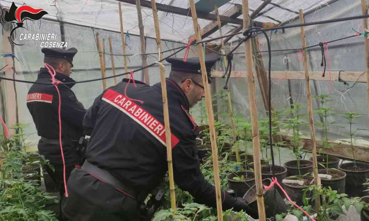 Piante di marijuana nascoste tra i pomodori: denunciati marito e moglie ad Altomonte