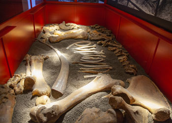 Rotonda, l’Elephas antiquus italicus eletto fossile rappresentativo della Basilicata