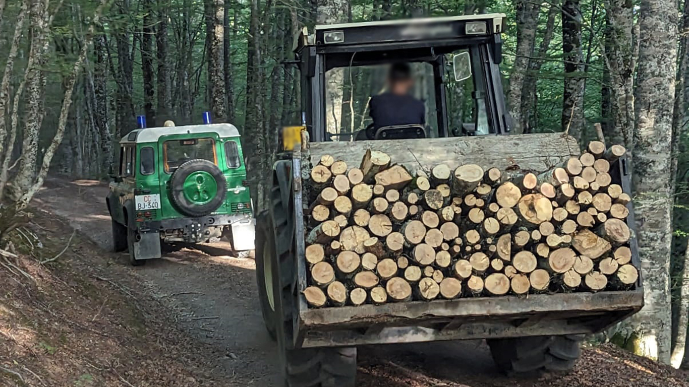 Terranova di Pollino: denuncia e sequestri per furto di legna