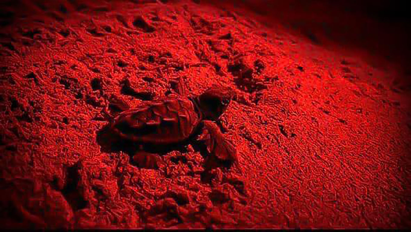 Marina di Sibari: nati 63 esemplari di tartaruga Caretta Caretta