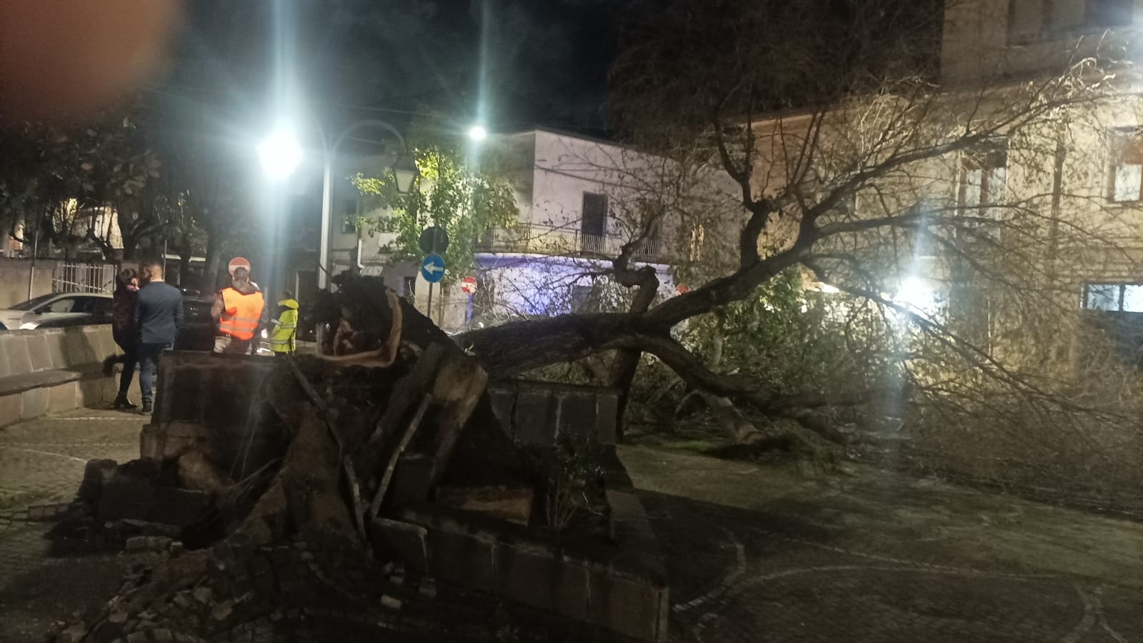 Maltempo. Cade albero a Piazza Matteotti