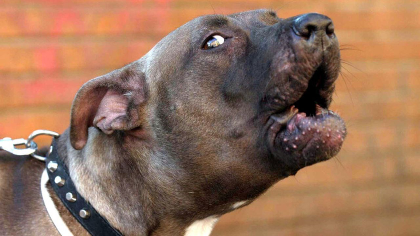 Pitbull aggredisce e uccide cane d piccola taglia e ferisce la padrona